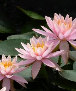 Roots Plants Colorado Water Lily | Nymphaea