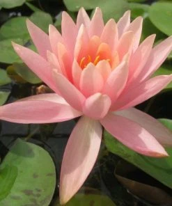 Roots Plants Colorado Water Lily | Nymphaea