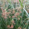 Roots Plants Grasses Sweet Galingale | Cyperus Longus 2 Roots Plants Grasses Sweet Galingale | Cyperus Longus