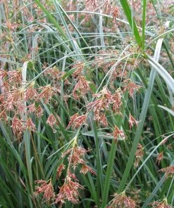 Roots Plants Grasses Sweet Galingale | Cyperus Longus