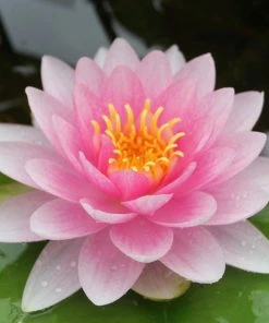 Roots Plants Water Lily Darwin | Nymphaea Hollandia