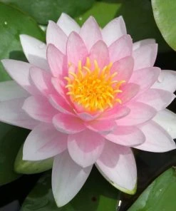 Roots Plants Water Lily Darwin | Nymphaea Hollandia