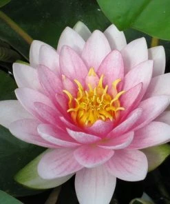 Roots Plants Water Lily Darwin | Nymphaea Hollandia