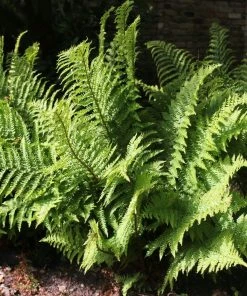 Roots Plants Ferns Premium Fern Collection | 6 X 9 Cm Pots