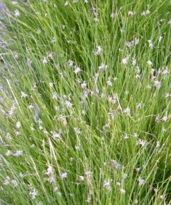 Roots Plants Dwarf Hairgrass| Oxygenating