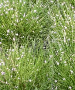 Roots Plants Dwarf Hairgrass| Oxygenating