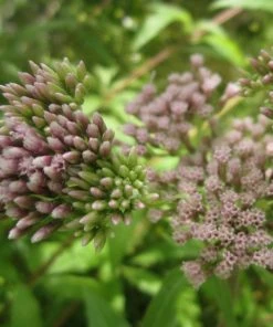 Roots Plants Hemp Agrimony | Eupatorium Cannabinum All Pond Plants