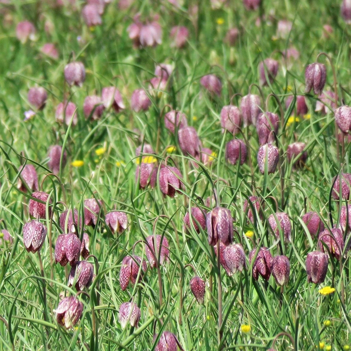 Roots Plants Snakes Head Fritillary | Fritillaria Meleagris 6 Roots Plants Snakes Head Fritillary | Fritillaria Meleagris