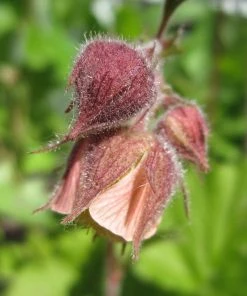 Roots Plants Geums Geum Rivale | Water Avens