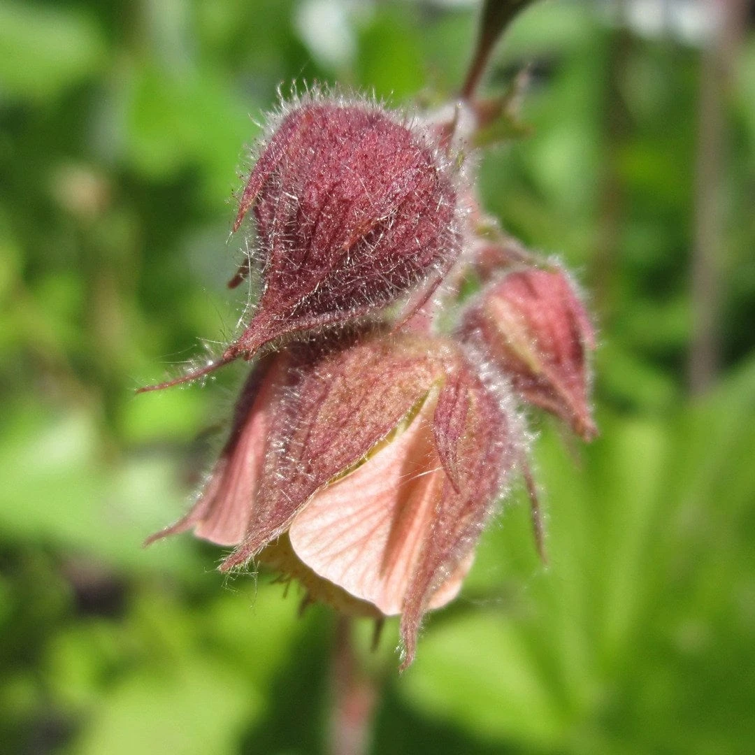 Roots Plants Geums Geum Rivale | Water Avens 3 Roots Plants Geums Geum Rivale | Water Avens