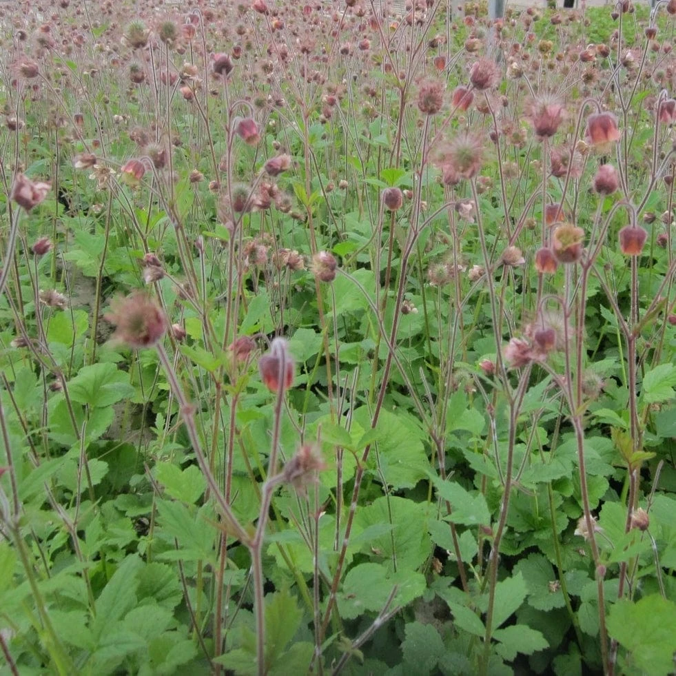 Roots Plants Geums Geum Rivale | Water Avens 4 Roots Plants Geums Geum Rivale | Water Avens