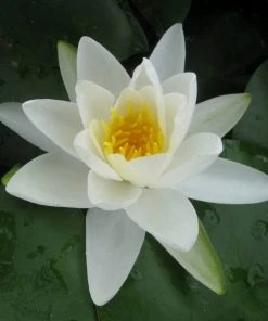 Roots Plants Large Water Lily | Nymphaea Gladstoniana