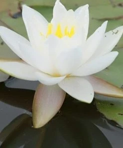 Roots Plants Large Water Lily | Nymphaea Gladstoniana