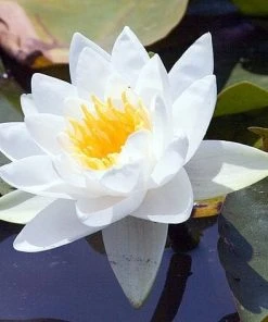 Roots Plants Miniature Pond Collection With A Lily | 6 X 1L Pots