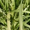 Roots Plants Variegated Reed Sweet Grass | Glyceria Maxima Variegata