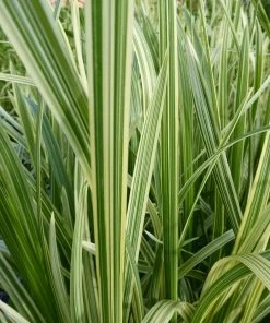 Roots Plants Variegated Reed Sweet Grass | Glyceria Maxima Variegata