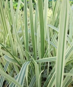 Roots Plants Variegated Reed Sweet Grass | Glyceria Maxima Variegata