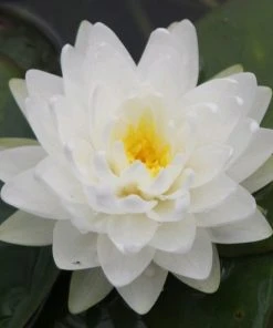 Roots Plants White Water Lily | Nymphaea Gonnere