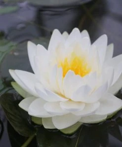 Roots Plants White Water Lily | Nymphaea Gonnere