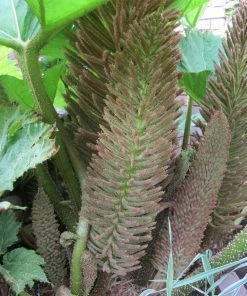 Roots Plants Giant Rhubarb | Gunnera Manicata