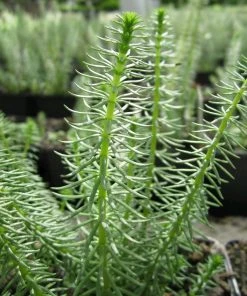 Roots Plants All Pond Plants Mare's Tail | Hippuris Vulgaris| Oxygenating 1L Pot