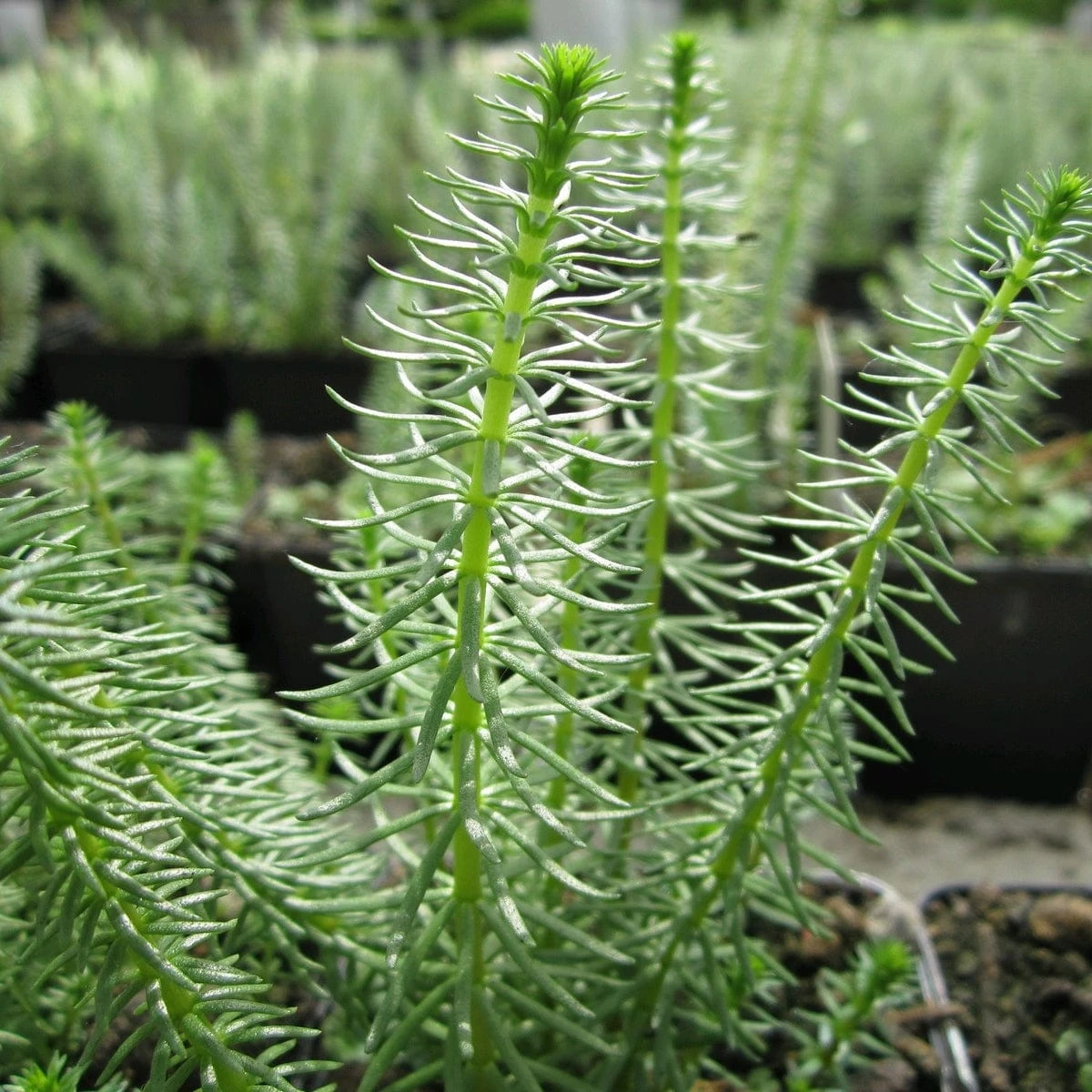 Roots Plants All Pond Plants Mare's Tail | Hippuris Vulgaris| Oxygenating 1L Pot 3 Roots Plants All Pond Plants Mare's Tail | Hippuris Vulgaris| Oxygenating 1L Pot