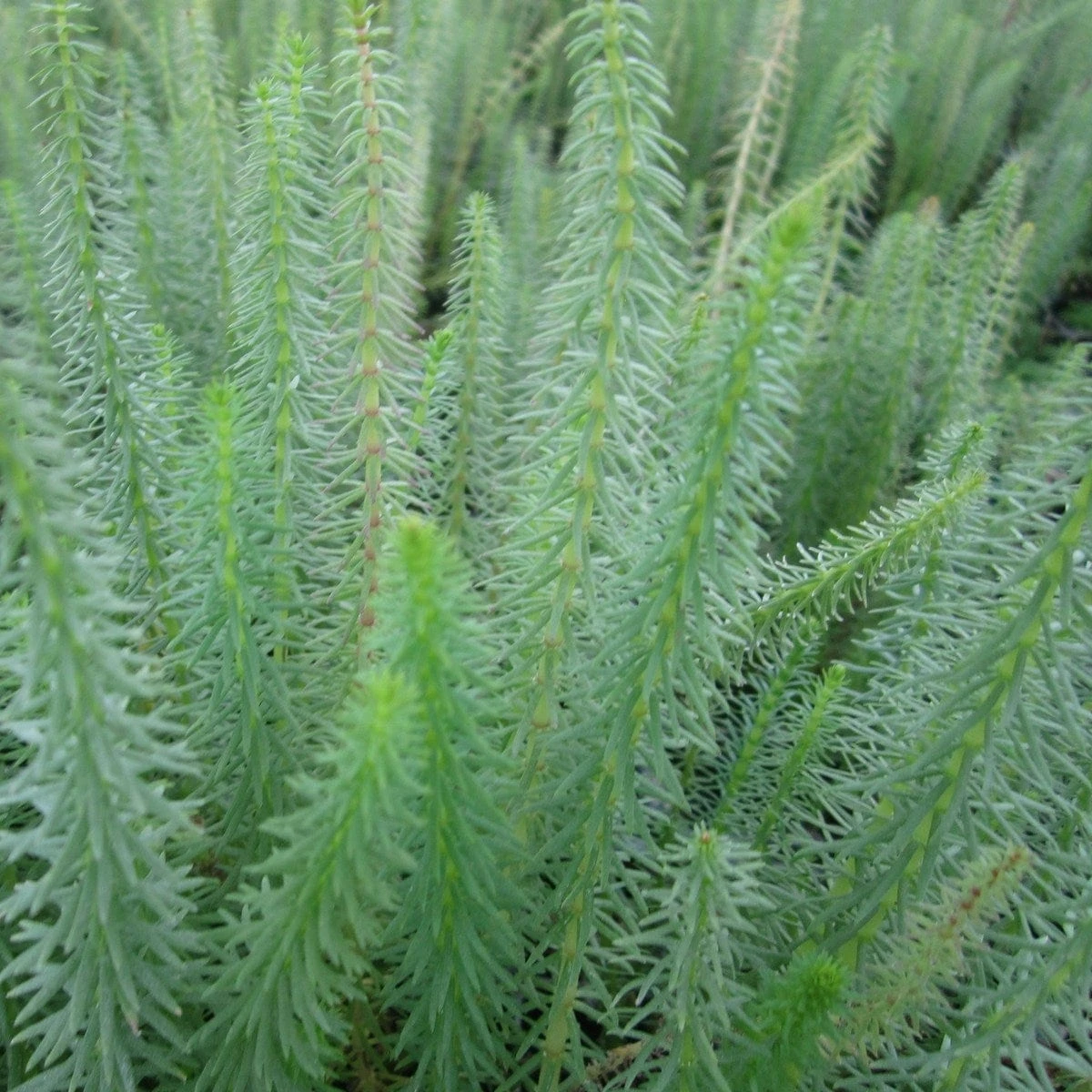 Roots Plants All Pond Plants Mare's Tail | Hippuris Vulgaris| Oxygenating 1L Pot 4 Roots Plants All Pond Plants Mare's Tail | Hippuris Vulgaris| Oxygenating 1L Pot