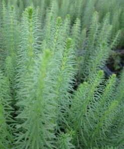 Roots Plants All Pond Plants Mare's Tail | Hippuris Vulgaris| Oxygenating 1L Pot 8 Roots Plants All Pond Plants Mare's Tail | Hippuris Vulgaris| Oxygenating 1L Pot