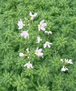 Roots Plants Miniature Pond Collection | 6 X 1L Pots All Pond Plants