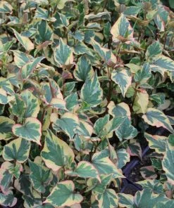 Roots Plants Houttuynia Cordata 'Chameleon'