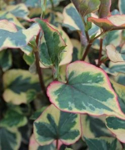 Roots Plants Houttuynia Cordata 'Chameleon'
