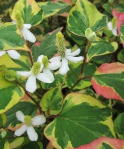 Roots Plants Houttuynia Cordata 'Chameleon'