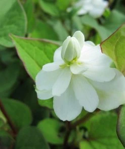 Roots Plants Orange Peel Plant | Houttuynia Cordata'Plena'