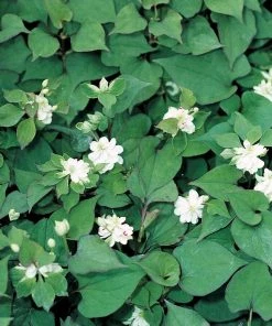 Roots Plants Orange Peel Plant | Houttuynia Cordata 'Plena'