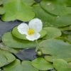 Roots Plants 5 Frogbit Plants | 9cm Pots