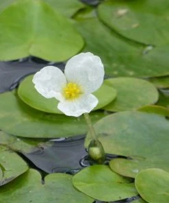 Roots Plants 5 Frogbit Plants | 9cm Pots