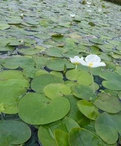 Roots Plants 5 Frogbit Plants | 9cm Pots