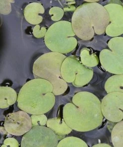Roots Plants 5 Frogbit Plants | 9cm Pots