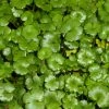 Roots Plants All Pond Plants Miniature Pennywort | Hydrocotyle Nova Zealand| Oxygenating 1L Pot 2 Roots Plants All Pond Plants Miniature Pennywort | Hydrocotyle Nova Zealand| Oxygenating 1L Pot
