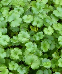 Roots Plants All Pond Plants Miniature Pennywort | Hydrocotyle Nova Zealand| Oxygenating 1L Pot