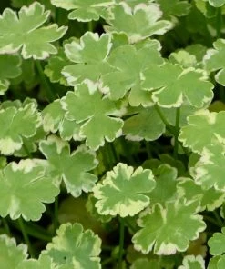 Roots Plants Crystal Confetti | Hydrocotyle Sibthorpioides Variegata| Oxygenating 1L Pot All Pond Plants