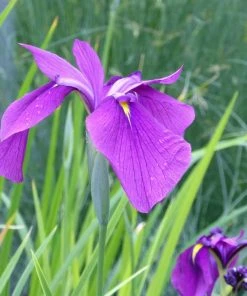 Roots Plants Iris Ensata | Japanese Clematis Iris