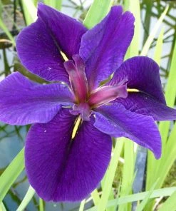 Roots Plants Iris Louisiana 'Black Gamecock' Irises