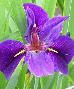 Roots Plants Iris Louisiana 'Black Gamecock' Irises