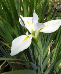 Roots Plants Iris Louisiana 'Her Highness'