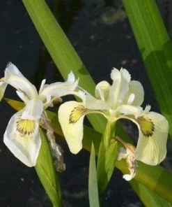 Roots Plants Iris Pseudacorus 'Alba' Irises