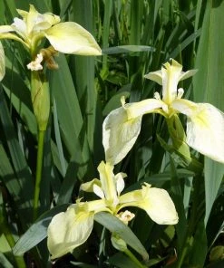 Roots Plants Iris Pseudacorus Bastardii