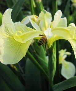 Roots Plants Iris Pseudacorus Bastardii
