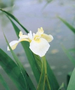 Roots Plants Iris Pseudacorus Bastardii