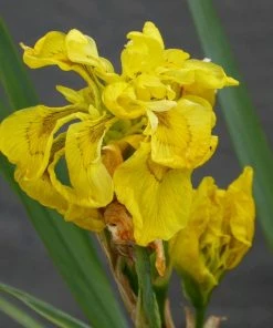 Roots Plants All Pond Plants Best Pond Plants For Any Size Pond | All In One | Oxygenating & Wildlife | Flowers & Structure 24 Roots Plants All Pond Plants Best Pond Plants For Any Size Pond | All In One | Oxygenating & Wildlife | Flowers & Structure